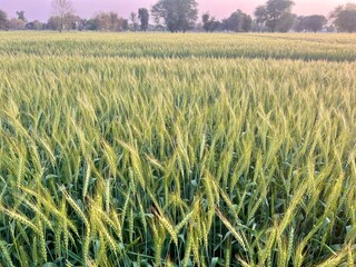 Expansive green wheat field stretching towards the horizon with trees under a soft sky