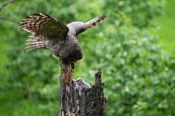 Great grey owl family in the spring
