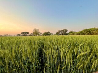 Golden wheat field at sunset with trees on the horizon and a clear sky