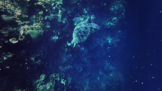 Green sea turtle Chelonia mydas also black (sea) turtle or Pacific green turtle, sea turtle in Cheloniidae. Adult huge turtles swimming under the water and feed on the coral reef in Indonesia.