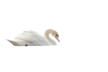 Elegant white swan gliding peacefully on still water surface.