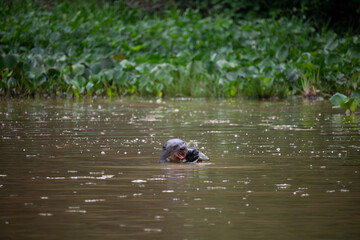 giant otters eating a fish in a river in the Brazilian Pantanal