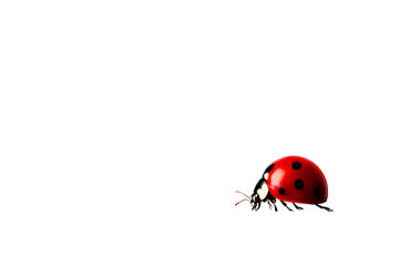 Fototapeta premium A vibrant red ladybug with black spots on a dark background.