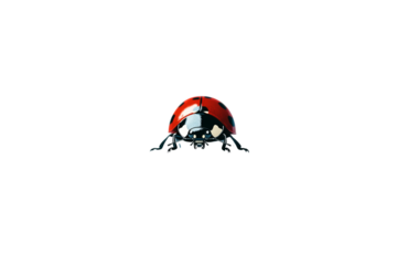 Close-up of a vibrant red ladybug against a dark background.