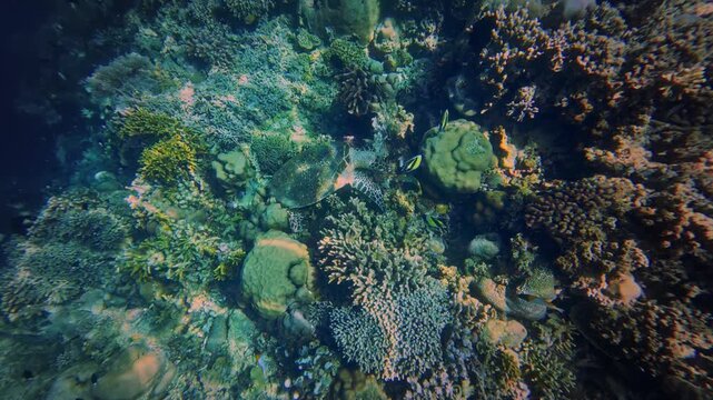 Hawksbill Sea Turtle - Eretmochelys imbricata, sea turtle in Cheloniidae sharp, curving beak with prominent tomium. Adult huge turtle under the water feeds on the coral reef in Indonesia.