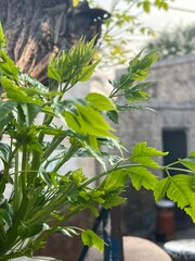 Closeup of vibrant green leaves on a plant with a blurred background of buildings and sky