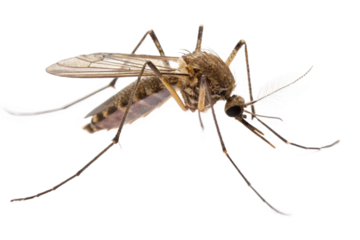mosquito isolated on transparent background. png file