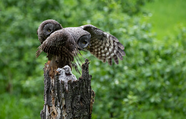 Great grey owl family in the spring