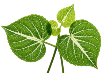 Detailed green plant leaf veins close up on transparent background macro nature biology