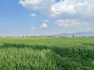 Vast green field under a blue sky with fluffy white clouds, a beautiful natural landscape