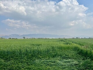 Vast green field under a cloudy blue sky with distant mountains and trees on the horizon