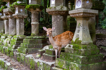 Deer by tombs in Nara, Kyoto, Japan
