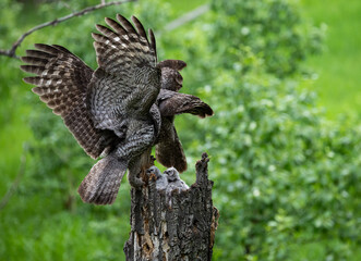 Great grey owl family in the spring