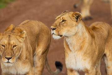 Playful interaction between mom lion and her cub photographed on an African Safari