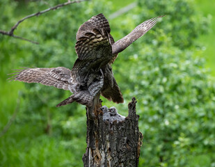 Great grey owl family in the spring