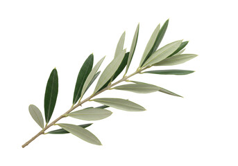 Fototapeta premium Elegant green sprig on transparent background nature still life