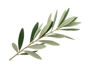 Elegant green sprig on transparent background nature still life