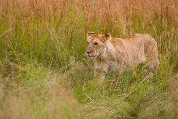 Obraz premium Lone lion photographed on an African Safari