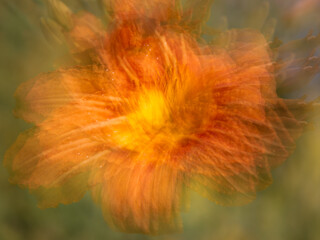 Vibrant Orange Flower in Bloom: A Close-Up of a Luminous Petal Displaying Warm Tones and Textural Details Against a Soft, Serene Background
