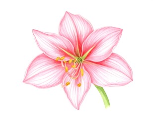 Naklejka premium Detailed illustration of a pink amaryllis