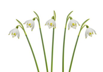 Elegant snowdrop flowers on transparent background delicate spring blooms