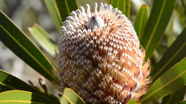 Close-up of a Protea flower head