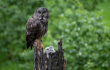 Great grey owl family in the spring