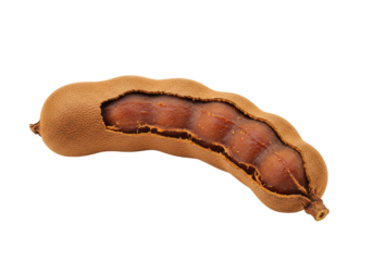 Exotic tamarind pod unveiling its seeds on transparent background
