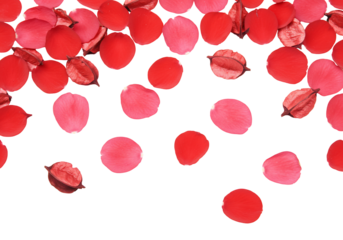 Floating red and pink flower petals on transparent background