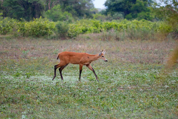 marsh deer walking through the pasture