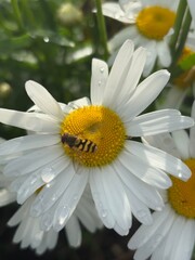 Obraz premium Hoverfly on a daisy flower with water drops