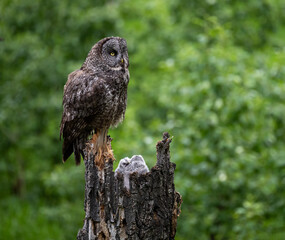 Great grey owl family in the spring