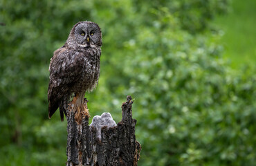 Great grey owl family in the spring