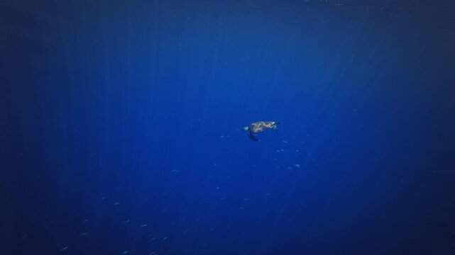 Hawksbill Sea Turtle - Eretmochelys imbricata, sea turtle in Cheloniidae sharp, curving beak with prominent tomium. Adult huge turtle under the water feeds on the coral reef in Indonesia.