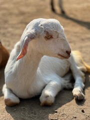 Fototapeta premium A white young goat resting peacefully in a rural outdoor setting, with a soft focus background