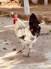 A striking white and black rooster with a vibrant red comb stands proudly in a dusty, sunlit farmyard