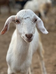 A young white goat kid with large ears looks directly at the camera on a farm