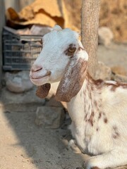 A closeup portrait of a white and brown goat with distinctive markings, resting outdoors in a rural setting