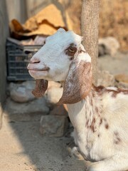 Closeup of a white and brown spotted goat with long ears in a rustic outdoor setting