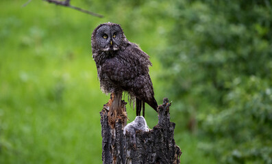 Great grey owl family in the spring