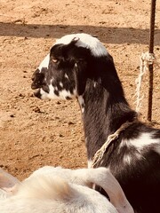 Closeup profile of a black and white goat with a rope around its neck, standing in a dusty farmyard