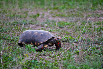 Brazilian tortoise walking on the lawn