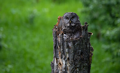 Obraz premium Great grey owl family in the spring