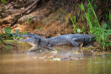 alligator relaxing on the riverbank