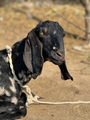 Closeup portrait of a black goat with white speckles on its face, tied with a rope outdoors