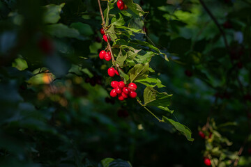 Vibrant red berries hanging from lush green foliage, illuminated by soft sunlight, creating a serene atmosphere in a natural setting, showcasing the beauty of nature's bounty and tranquility