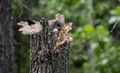 Great grey owl family in the spring