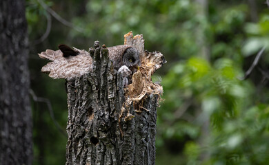 Great grey owl family in the spring