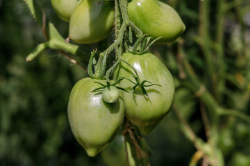 Green Tomatoes on the Vine: A Close-Up of Vibrant, Unripe Vegetables Thriving in a Lush Garden Setting - A Wholesome Display of Nature's Bounty