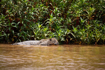 Jaguar swimming in a river in the Brazilian Pantanal